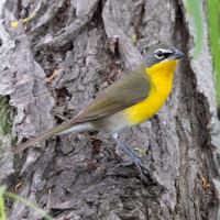 Yellow-breasted Chat